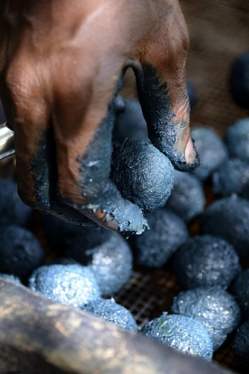 Indigo | Photo courtesy of Trahan Architects