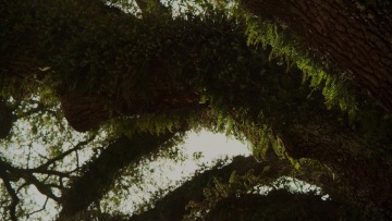 Cypress Trees | Photo courtesy of Trahan Architects